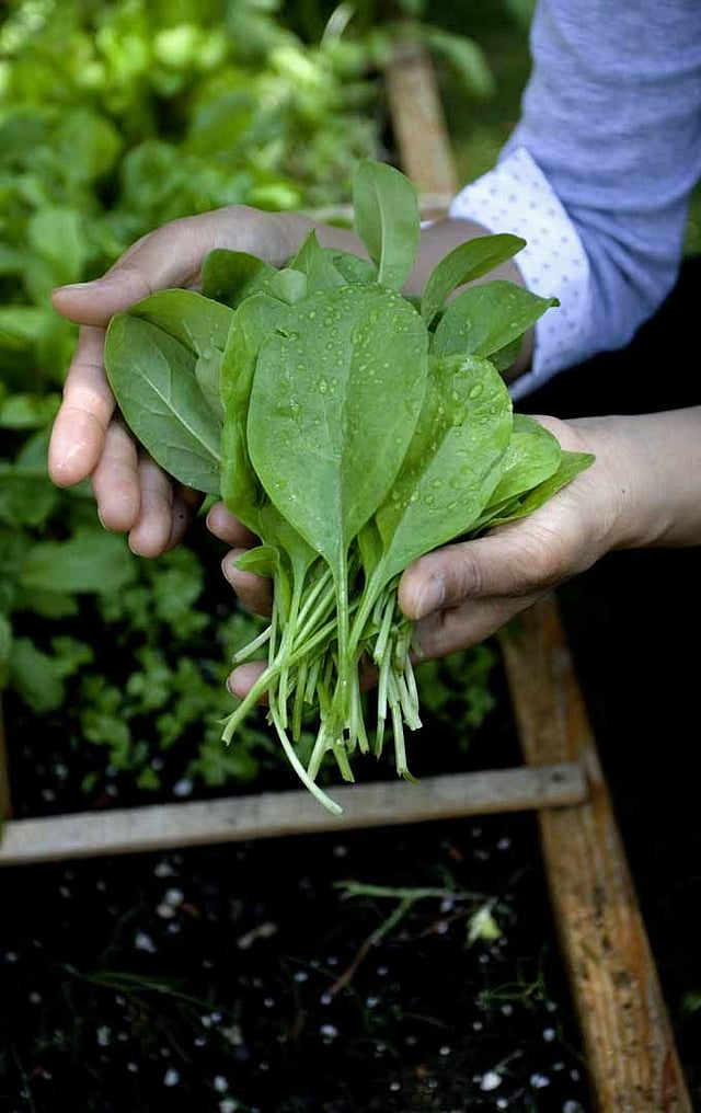 Spinach