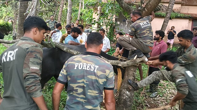 മണിക്കൂറുകളോളം മുള്മുനയില്; റെയില്വേ സ്റ്റേഷന് പരിസരത്ത് ഭീതിപരത്തിയ പോത്തിനെ കീഴ്പ്പെടുത്തി