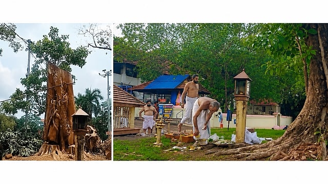 ആൽമുത്തശ്ശിക്ക് വിട നൽകി തൃശൂർ; വടക്കുന്നാഥൻ പടിഞ്ഞാറേ ഗോപുരനടയിലെ ആൽമരം മുറിച്ചുമാറ്റി - വിഡിയോ