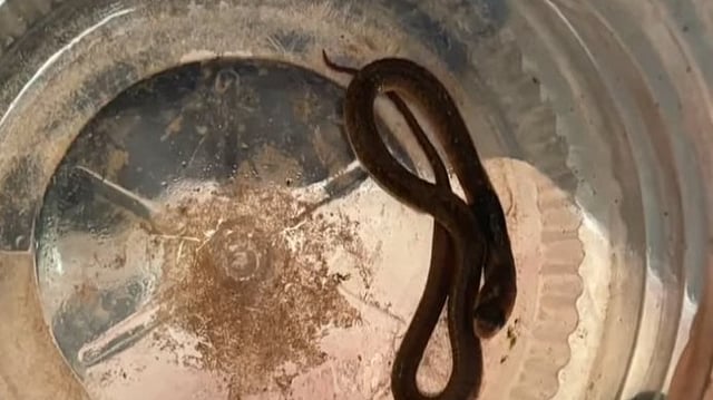 Bitten by cobra on shoe