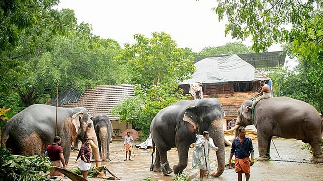 Nandan Elephant