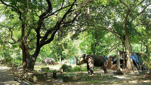 Punnathur Kotta Elephant Sanctuary