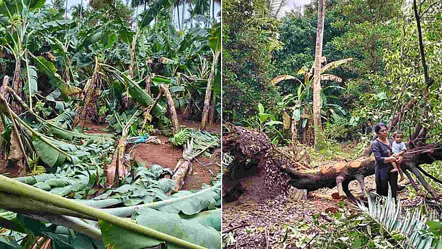 ചാലക്കുടിയില് മിന്നല് ചുഴലി, വ്യാപക കൃഷിനാശം; 25 ലക്ഷം രൂപയുടെ നഷ്ടം