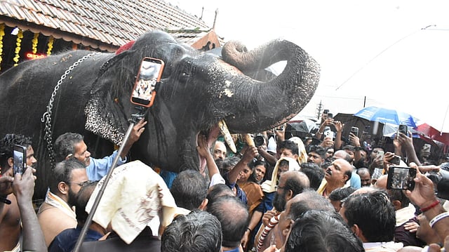 കർക്കടകപ്പുലരിയിൽ വടക്കുന്നാഥനിൽ ഗജരാജസംഗമം; 55 കരിവീരന്മാർക്ക് ആനയൂട്ട്; തിരുവമ്പാടി ലക്ഷ്മിക്കുട്ടിക്ക് ആദ്യ ഉരുള