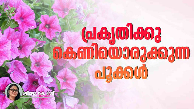 മെക്സിക്കന് പെറ്റൂണിയ: വായ്ക്കുന്നു വേലിക്കു വര്ണങ്ങള്, പക്ഷേ..