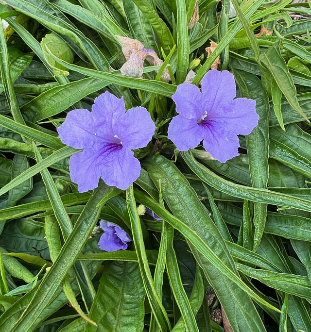 Mexican Petunia