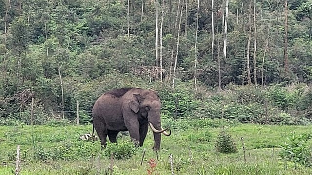 മൂന്നാർ എസ്റ്റേറ്റ് മേഖലയിൽ ഭീതി പരത്തി 'പടയപ്പ'; വെയിറ്റിംഗ് ഷെഡും കടയും തകർത്തു| VIDEO