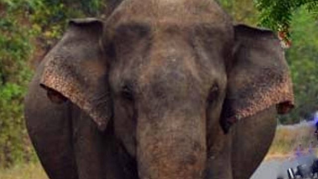 'കെഎം1' മോഴയാനയെ മയക്കുവെടിവച്ച് പിടികൂടാന് ഉത്തരവ്; റേഡിയോ കോളര് ഘടിപ്പിച്ച് വനത്തിലേക്ക് വിടും