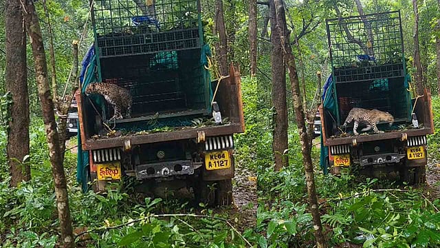 അതിരപ്പിള്ളിയിൽ കുടുങ്ങിയ പുലിയെ തുറന്നു വിട്ടു (വീഡിയോ)