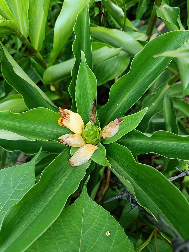 ഇന്സുലിന് ചെടി
