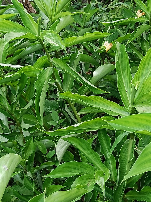 ഇന്സുലിന് ചെടി