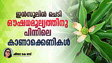 പേടിക്കണം, പെരുകി വളരുന്ന ഈ 'മരുന്നു ചെടി'യെ 