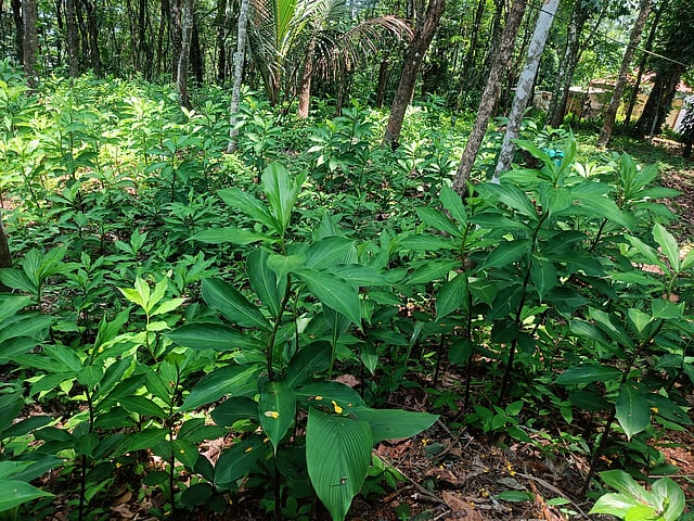 ഇന്സുലിന് ചെടി