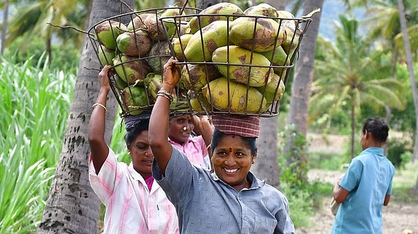 '40 രൂപയല്ല, ഇനി ഒരു തൈയ്ക്ക് 350 രൂപ'; നാളികേര കർഷകർക്കുള്ള ധനസഹായം വർധിപ്പിച്ചു