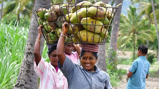 '40 രൂപയല്ല, ഇനി ഒരു തൈയ്ക്ക് 350 രൂപ'; നാളികേര കർഷകർക്കുള്ള ധനസഹായം വർധിപ്പിച്ചു