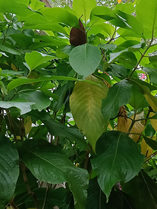 ബ്രസീലിയന് റെഡ് ക്ലോക്ക്