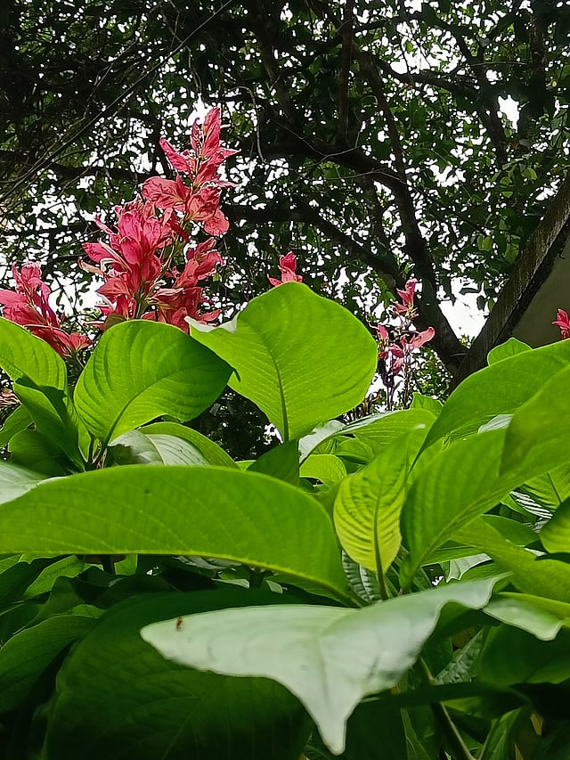 ബ്രസീലിയന് റെഡ് ക്ലോക്ക്