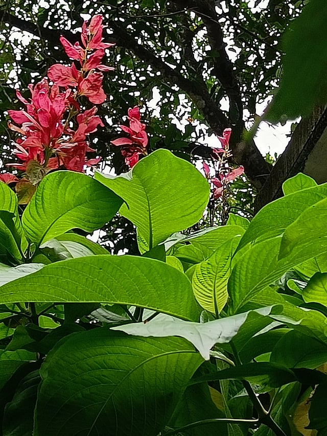 ബ്രസീലിയന് റെഡ് ക്ലോക്ക്