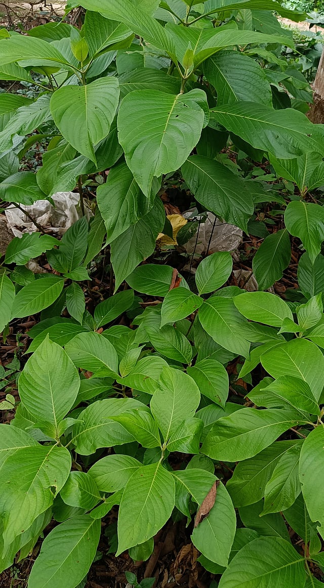 ബ്രസീലിയന് റെഡ് ക്ലോക്ക്