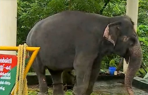 കോന്നി ആനക്കൂട്ടില് ആന പാപ്പാനെ കൊന്നു