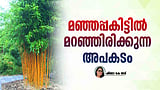 ഗോള്‍ഡന്‍ ബാംബൂ: സ്വര്‍ണ്ണമല്ലീ മഞ്ഞമുള