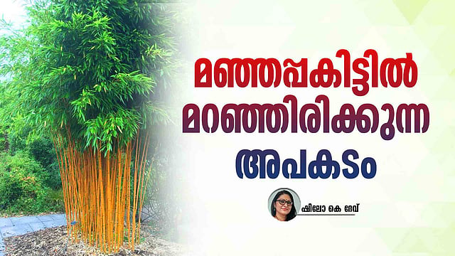 ഗോള്ഡന് ബാംബൂ: സ്വര്ണ്ണമല്ലീ മഞ്ഞമുള