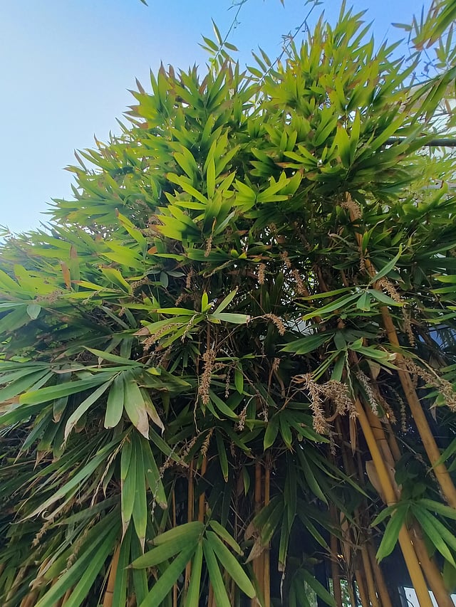 മഞ്ഞമുള
