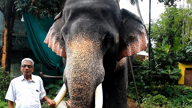 ആനപ്രേമികളുടെ പ്രിയപ്പെട്ട രാമകൃഷ്ണ ഗുപ്തൻ അന്തരിച്ചു; വിജയ്യെയും പാറുക്കുട്ടിയമ്മയേയും തനിച്ചാക്കി മടക്കം