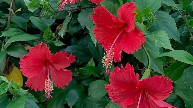 ചെമ്പരത്തി പൂവ് മുഖത്ത് പുരട്ടിയാൽ എന്ത് സംഭവിക്കും? അറിയാം ഗുണങ്ങളും ഉപയോഗവും