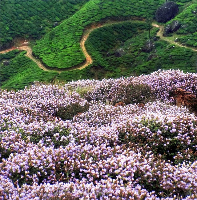 2018ലെ കുറിഞ്ഞിപ്പൂക്കാലം