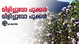 മുതുവാന്മാര്‍ മാത്രം ഓര്‍ത്തുവച്ച ആ കുറിഞ്ഞിക്കാലങ്ങള്‍