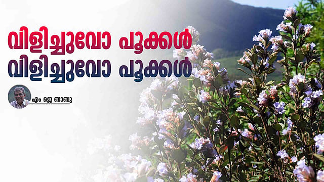 മുതുവാന്മാര്‍ മാത്രം ഓര്‍ത്തുവച്ച ആ കുറിഞ്ഞിക്കാലങ്ങള്‍