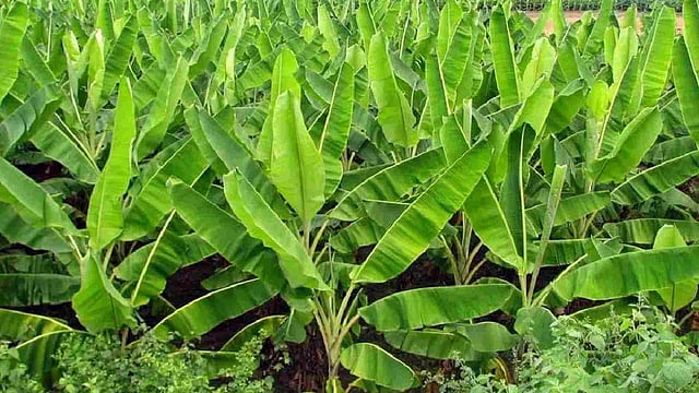 വാഴക്കൃഷി