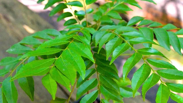 curry leaves