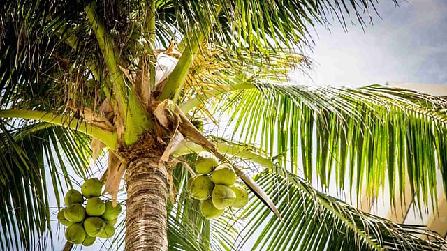 തെങ്ങില് മണ്ടയടപ്പാണോ എന്ന് ആശങ്കപ്പെടേണ്ട; തേങ്ങ പൊഴിയാനും വിണ്ടുകീറാനും കാരണം ഇതാകാം