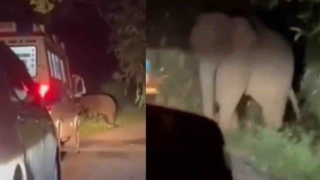 അതിരപ്പിള്ളി-മലക്കപ്പാറ പാതയിൽ ആംബുലൻസിന് നേരെ കാട്ടാന ആക്രമണം|VIDEO