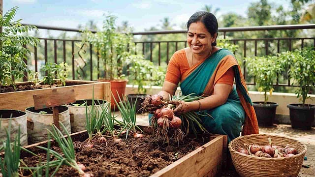 വില കൂടി; സവാള തീരുമെന്ന പേടി വേണ്ട, വീട്ടിലേക്കുള്ളത് അടുക്കളത്തോട്ടത്തില് വളര്ത്തിയെടുക്കാം