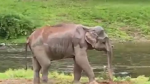 വാലിൽ ഗുരുതര പരിക്ക്, വേദന തിന്ന് കാട്ടാന ചുറ്റിത്തിരിയുന്നു; രണ്ടാഴ്ചയായിട്ടും തിരിഞ്ഞുനോക്കാതെ വനംവകുപ്പ്