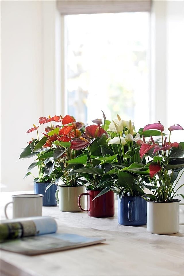 mini anthurium