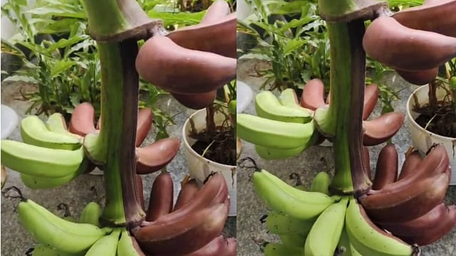 ഒരേ കുലയില് ചുവപ്പും പച്ചയും നിറത്തിലുള്ള പഴങ്ങള്, അത്ഭുത വാഴക്കുല സ്വന്തമാക്കാന് വാശിയേറിയ പോരാട്ടം, ലേലം പോയത് 35,000 രൂപയ്ക്ക്