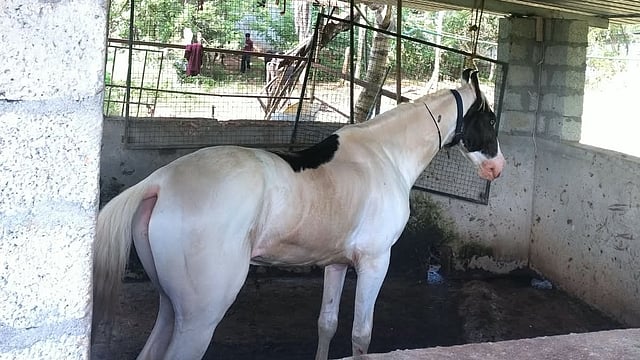 കുതറി ഓടിയ കുതിര ഭീതി പരത്തി; വാഹനങ്ങള് തകര്ത്തു, വഴിയാത്രക്കാരന് പരിക്ക്, വിഡിയോ