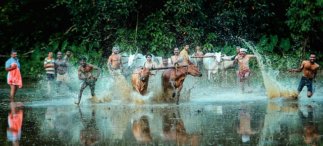 തൊടുപുഴ കണ്ണാടിക്കണ്ടത്ത് ഓണാഘോഷത്തോട് അനുബന്ധിച്ച് നടക്കാറുള്ള മരമടി മത്സരം