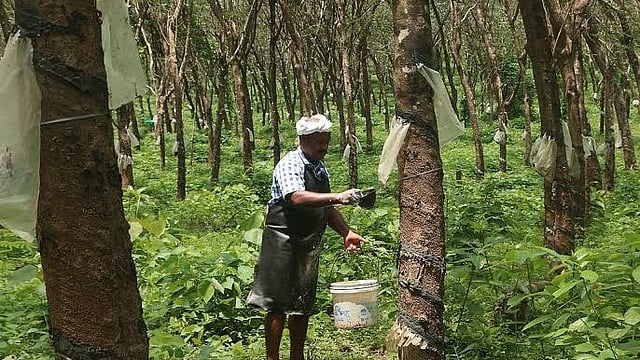 കേരള റബർ ലിമിറ്റഡിൽ എഞ്ചിനീയർമാർക്ക് അവസരം;
ഡിപ്ലോമ ഉള്ളവർക്കും അപേക്ഷിക്കാം, നേരിട്ട് നിയമനം!