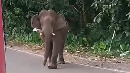 ചാലക്കുടിയിൽ റോഡിലിറങ്ങി കാട്ടാനയുടെ പരാക്രമം: പള്ളിമുറ്റത്തും കടകൾക്ക് നേരെയും പാഞ്ഞെത്തി|VIDEO