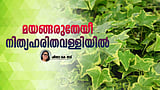 വല പോലെ പടര്‍ന്നു വളരും, ഇംഗ്ലീഷ് ഐവി എന്ന അപായച്ചെടി