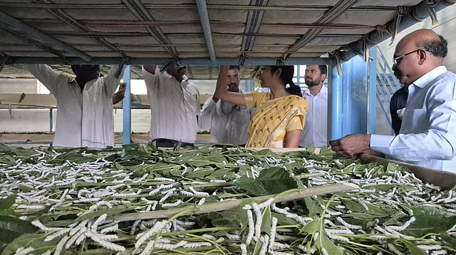 കേന്ദ്ര സിൽക്ക് ബോർഡിൽ 14 യങ് പ്രൊഫഷണൽ ഒഴിവ്; ഇപ്പോൾ അപേക്ഷിക്കാം !