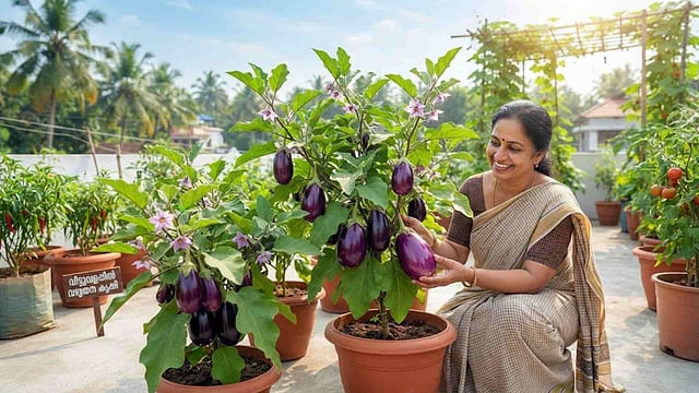 വഴുതനച്ചെടിക്ക് ചൂട് ആവശ്യമായതിനാല് പ്ലാസ്റ്റിക് പാത്രങ്ങളേക്കാള് ചൂട് നിലനിര്ത്താന് കഴിവുള്ള മണ്പാത്രങ്ങളാണ് നല്ലത്