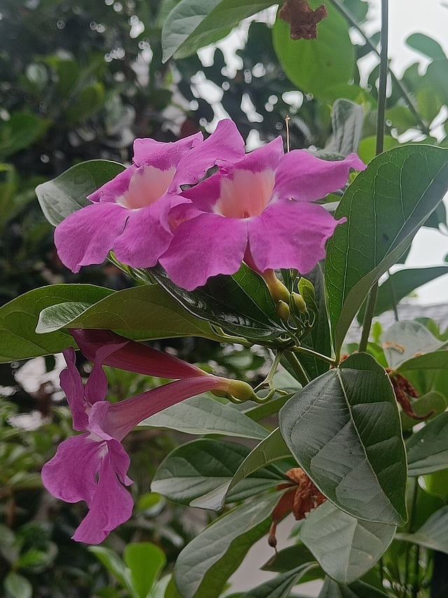 ഗ്ലോ വൈന്