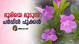 നാട്ടുചെടികളെ നാമാവശേഷമാക്കും, ഗ്ലോ വൈന്‍