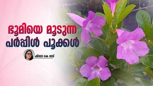 നാട്ടുചെടികളെ നാമാവശേഷമാക്കും, ഗ്ലോ വൈന്